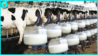 Cow Milk Harvesting Process - Dairy Processing Technology That Are At Another Level screenshot 5