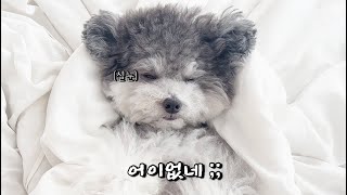 Why a dog suddenly pretends to sleep while its owner is talking