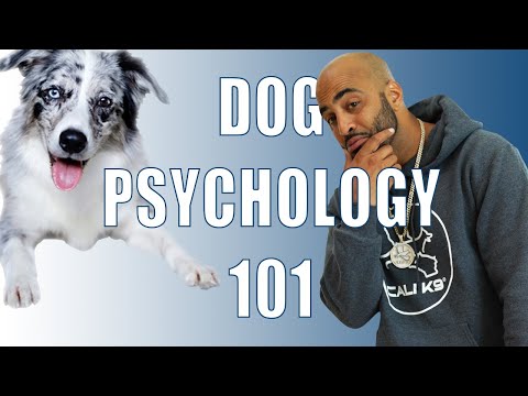 Dog Psychology 101