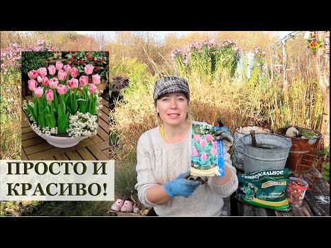 ТЮЛЬПАНЫ В КОНТЕЙНЕРАХ / Посадка в ноябре