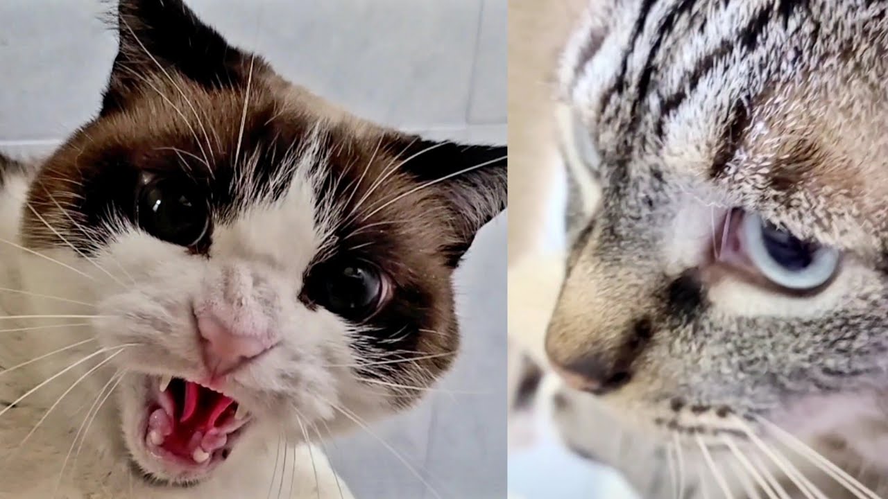 Cats Meowing at Each Other Big Boy Cat Balls Close Up Anatomy Class