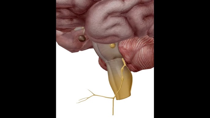 ANATOMIE FMPM LE NERF ACCESSOIRE XI 