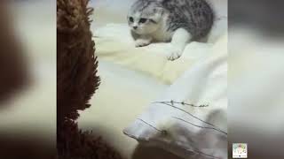 Funny cats and kitten compilation | cute kitten videos compilation | #funnycats 😺😍 #cats 😺😍#FunnyCAT by Adorable Animals 15 views 1 year ago 47 seconds