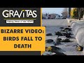 Gravitas: Why hundreds of birds fell to death in Mexico