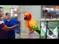 Exotic Birds Breeding Farm Visit | Grey Parrot, Cockatiel, Finches Farm | Malayalam | MY PET PLANT