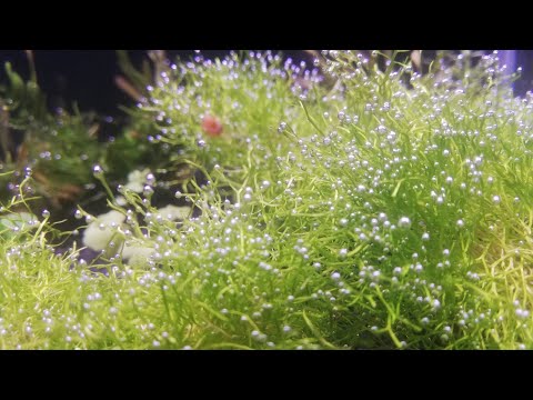 Video: Drijvende Ricciocarpus - Prachtig Mos