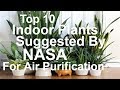 Top 10 Indoor Plants for Air Purification by NASA|नासा द्वारा वायु शोधन के लिए शीर्ष 10 इंडोर पौधों