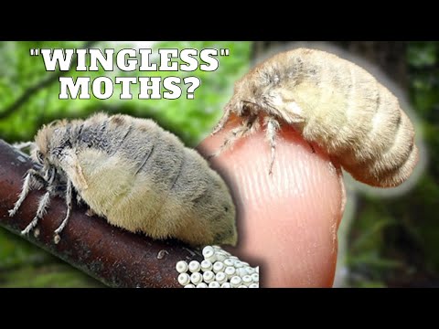 Wingless Moths? - Vapourer Moth Life Cycle (Orgyia antiqua) in MothCycles