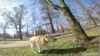 Labrador have a fun with birds