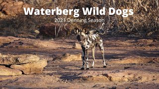 Waterberg Wild Dogs | 2021 Denning Season
