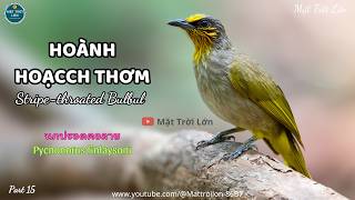 ✅Tiếng chim Hoành hoạch thơm mồi gọi bổi chuẩn mp3 | Stripe-throated Bulbul call sound (P15) screenshot 3