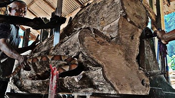 The surprising appearance of teak logs in the sawmill