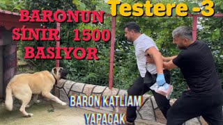 VETERİNERLER AZ KALSIN BENİ BARON’A  YEM YAPIYORDU