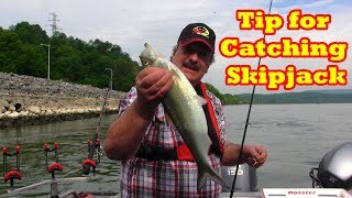A trick I use to catch skipjack when they are slow to bite