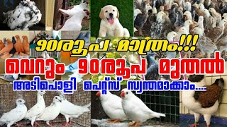 ?90രൂപ മുതൽ?Pigeon?Birds❤️Puppys?Hen?Fish?Low Rate Pets Sale Kerala?Kerala pets farm?Pravu Valarthal