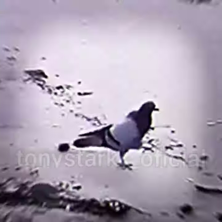 Minha Pomba