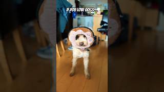 Duet and show me YOUR dog ❤ #shorts #trending #subscribe #youtuber #satisfyingvideo