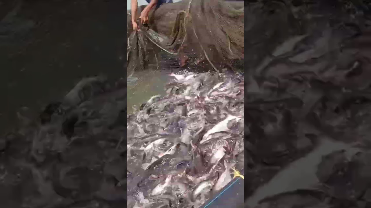 fish farming new technology small invest 