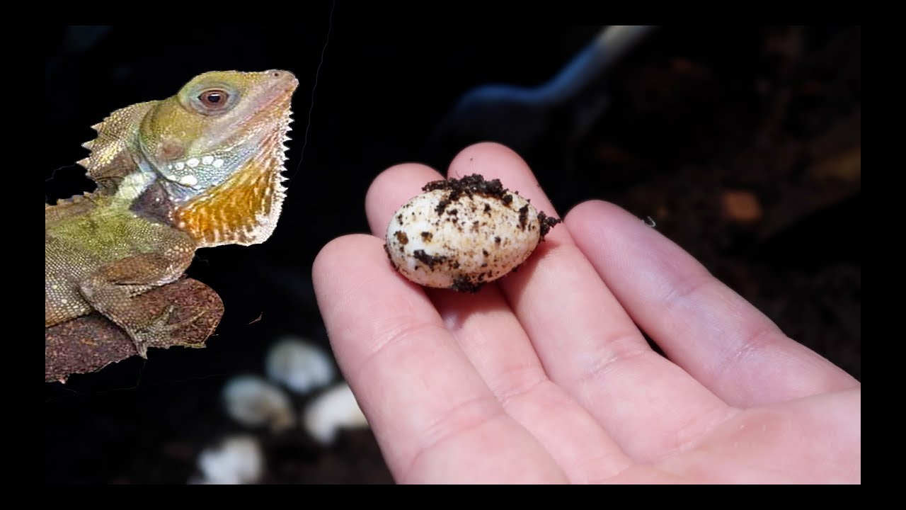 video phone beyonce mp3 Finding Rainforest Dragon Eggs!