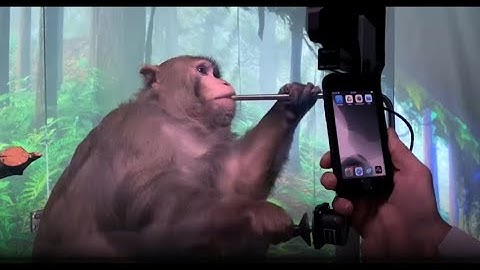 Elon Musk’s Monkey play Ping-Pong using brain implants...