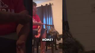 #catshorts #catlovers #catdad #furbaby #meow #lol #catlife #catvideos