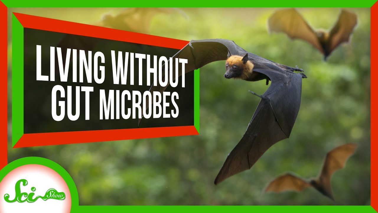 4 Animals That Don’t Have Resident Gut Microbiomes