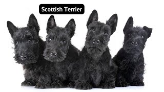 Scottish Terrier: Feisty, Fun, & Full of Character!