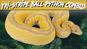 Tri-Stripe Ball Python Morph Combos | Jack