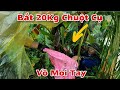 Lùa Đào Bắt Chuột Đồng Cuối Vụ Gặt Lúa Nếp Ngày Mưa Nước To Đầy Kịch Tính|Mạnh TG