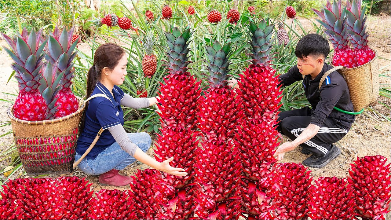 Harvest PINEAPPLE RED Goes to the market sell - Cooking | Lý Thị Hoa ...