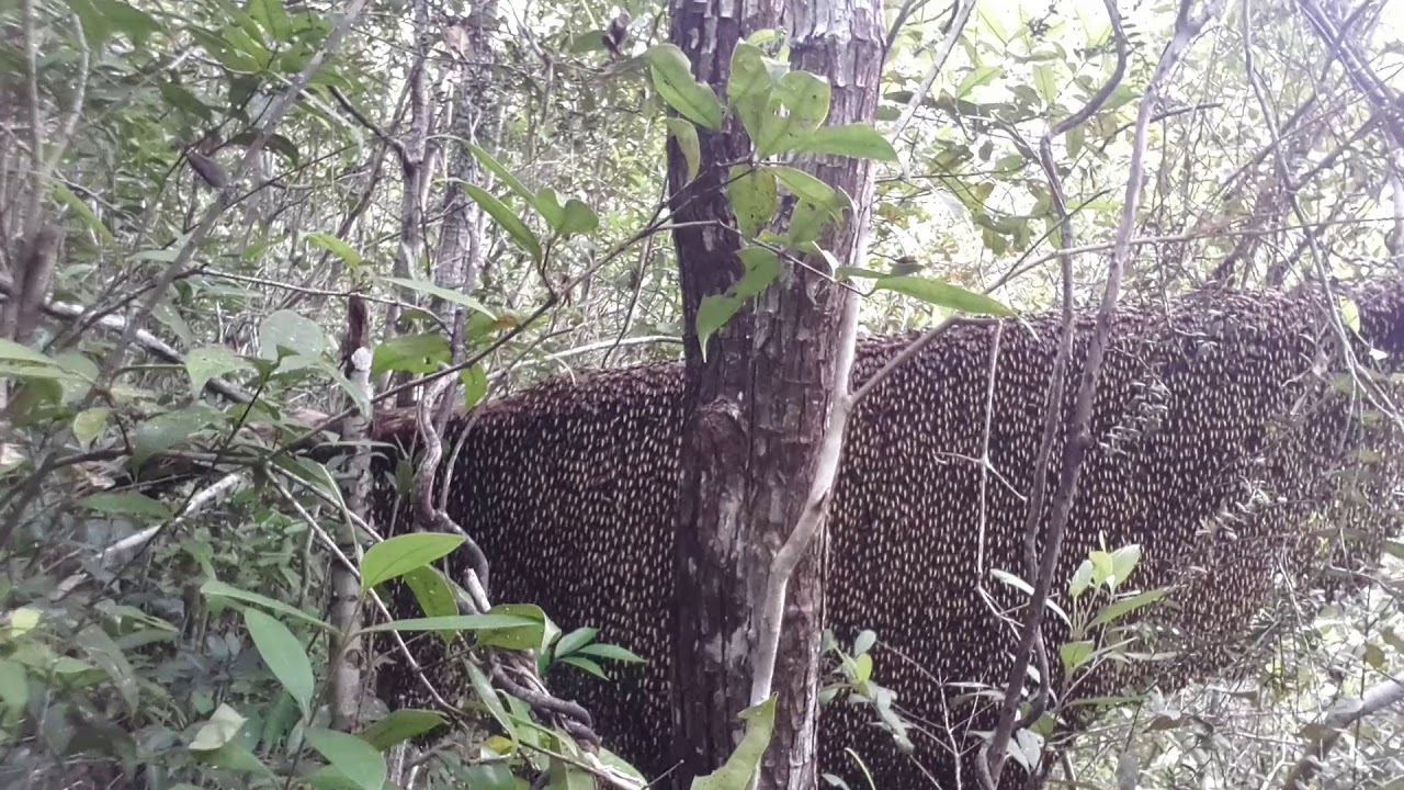 Memburu Sarang  Lebah  Madu Hutan Di  Belitung Youtube