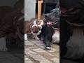 outstanding #pitbull #purequailty #doghealth