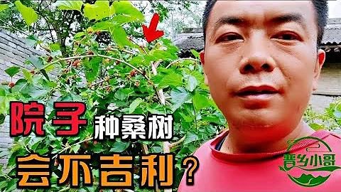院子里種了棵桑樹，網友們都說種這個樹不好，你相信這種說法嗎？ - 天天要聞