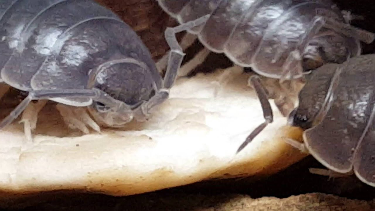 Smooth Isopods. Porcellio laevis feeding on a mushroom YouTube