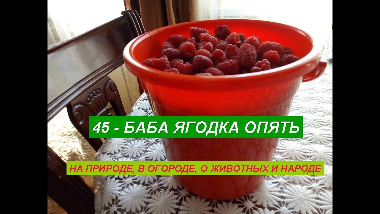 Стихотворение 45 баба ягодка опять. В 45 баба ягодка опять стихи прикольные. Открытка 45 баба ягодка опять. Ягодка опять. Слушать песню 45 баба ягодка.