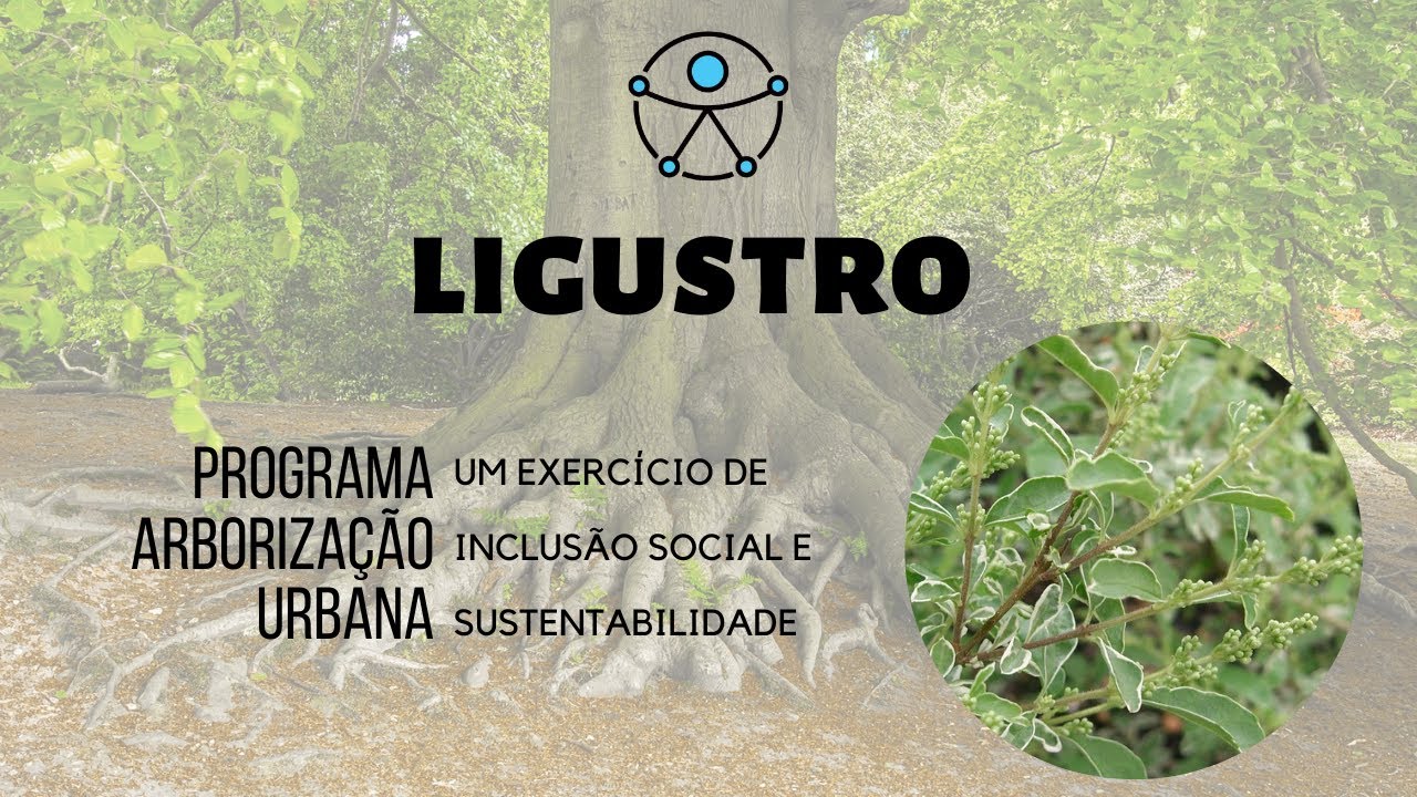 ÁRVORE LIGUSTRO - Vídeo em LIBRAS