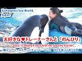 大好きなトレーナーさんと「のんびり」Killer whale“Lovey” is taking it easy with her favorite trainer!【2019年12月31日　鴨川シー