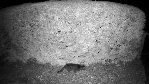 Your garden becomes a playground - Recorded by Netatmo