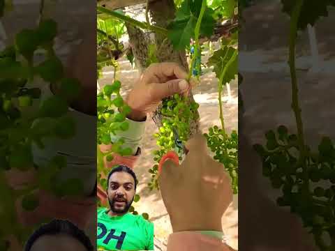 لمازا يتم تخفيف ثمار العنب      