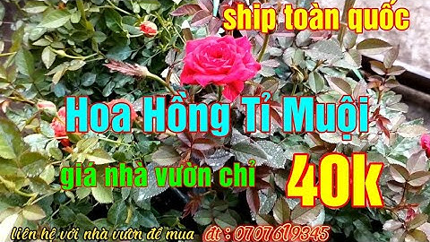 Hoa tỉ muội là hoa gì năm 2024