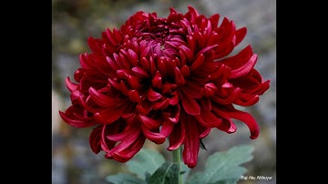 تلاوة خاشعة من سورة الشعراء عبد الله الموسى ( الذي خلقني فهو يهدين )