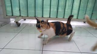 cara kucing kawin