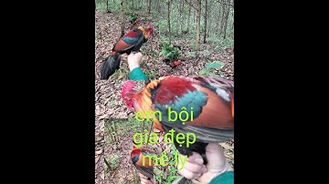 bấy ga rung mới nhất 2022 mồi f tiếp tục lập công