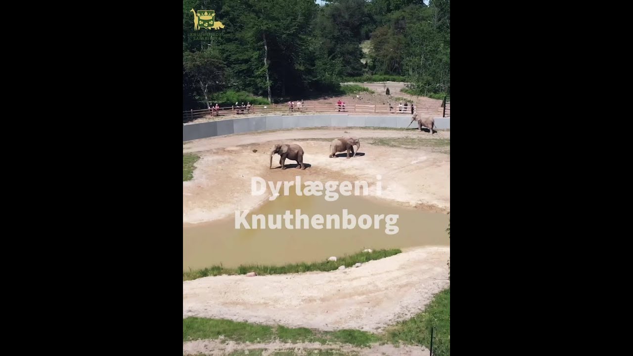 Dyrlægen besøger elefanter