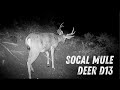 Southern California Hunting Mule Deer | D13 Los Padres Hunting | SoCal Wildlife Behavior GameCam