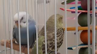 Sleepy birbs