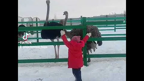 страус танцует для ребенка! ostrich