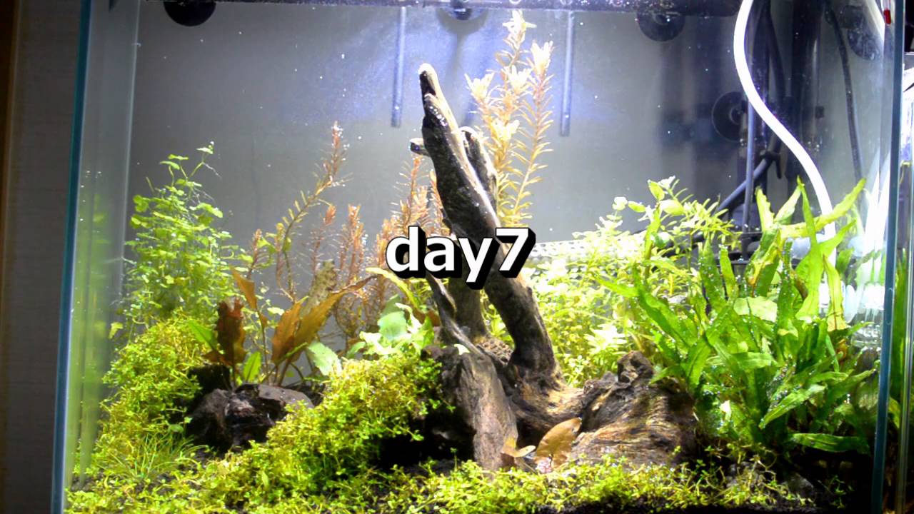 流木レイアウト水槽立ち上げ2週間の記録 ウンコ苔の正体は謎の虫だった