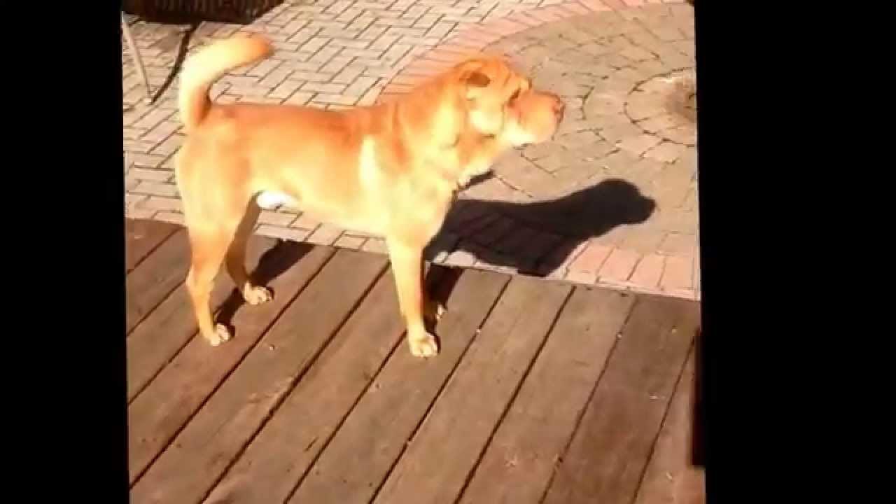 My dog passing some gas... YouTube