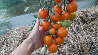 Урожайные сорта мелкоплодных томатов.